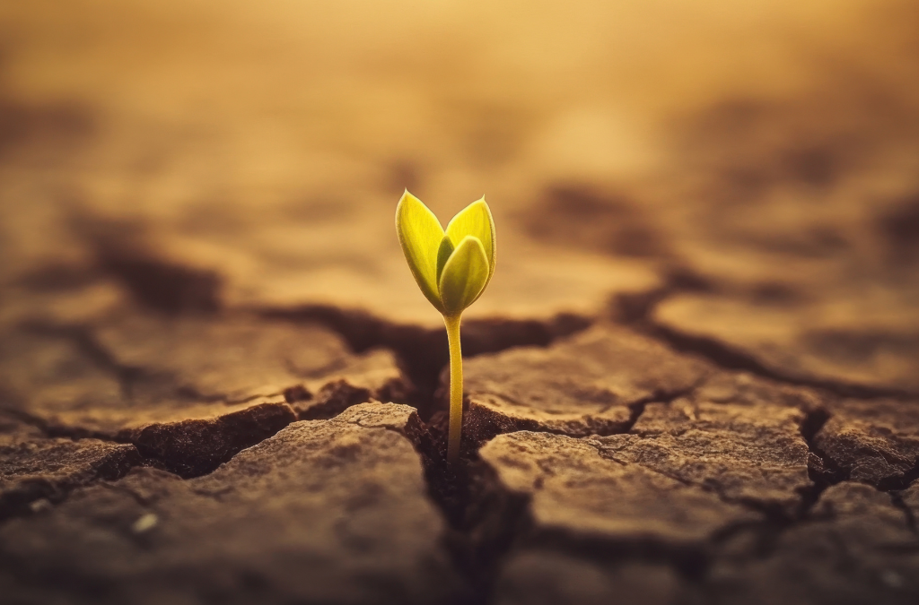 Trauma e resilienza psicologica: perché resistere non basta