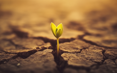 Trauma e resilienza psicologica: perché resistere non basta